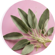 Sage Leaf Extract